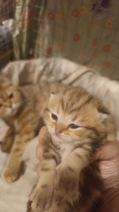 Шотландские котята