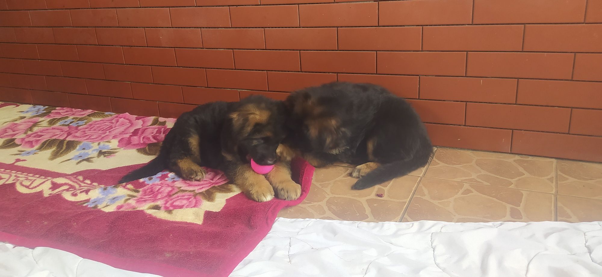Oddamy owczarki niemieckie w dobre serca
