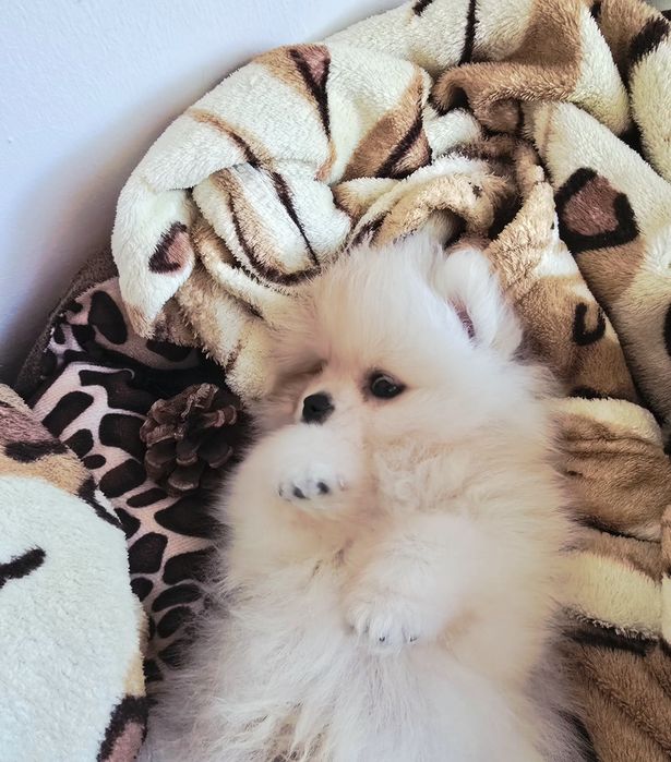 Szpic miniaturowy Pomeranian