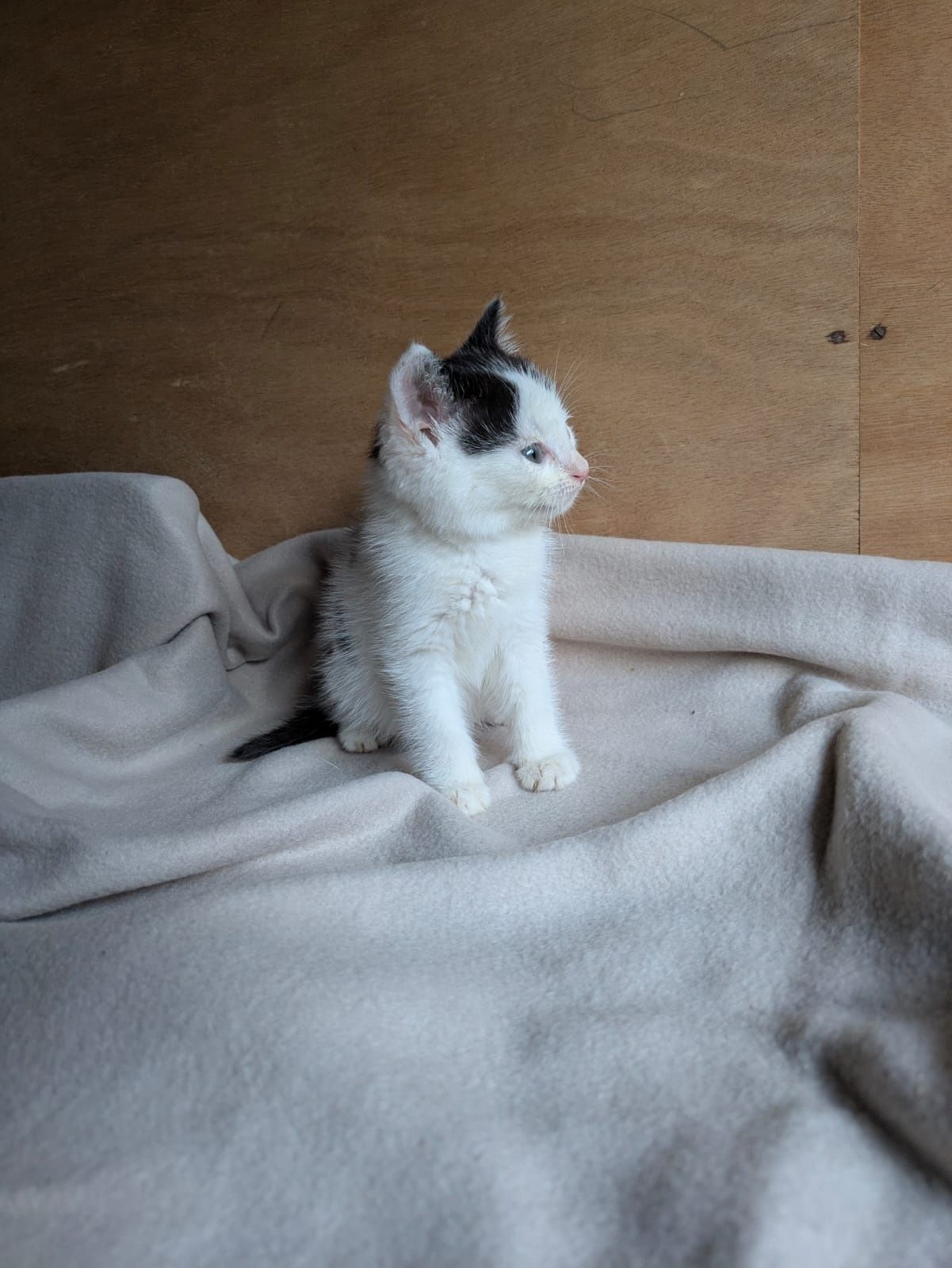 Mały Kotek Kot do adopcji