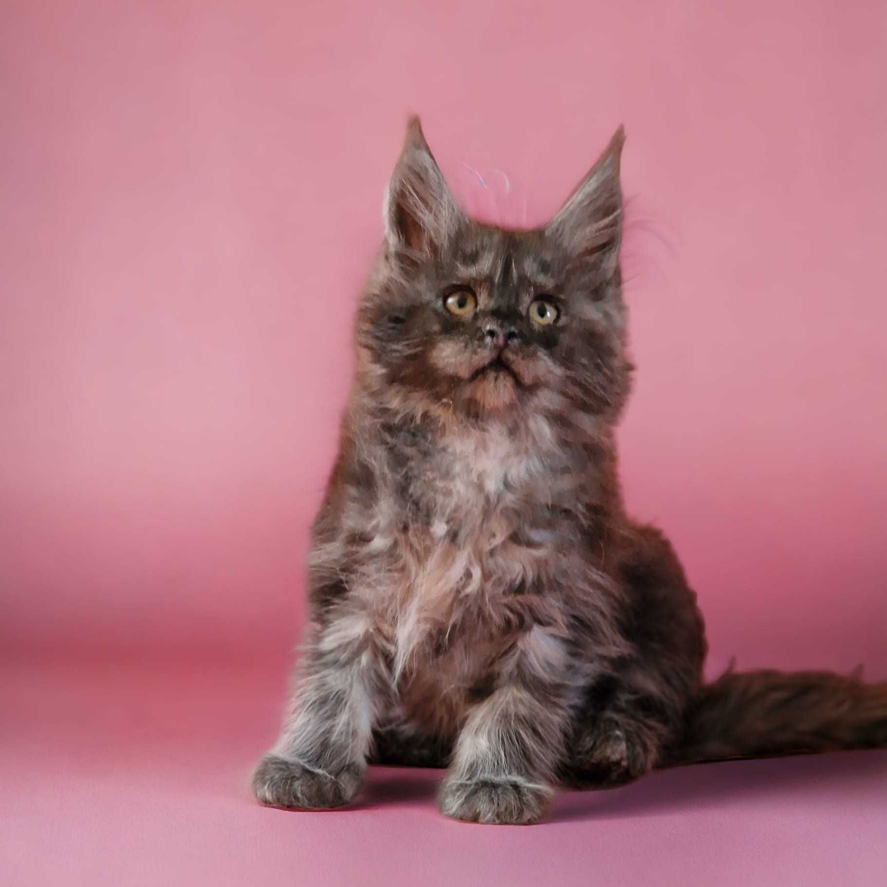 Kotka maine coon