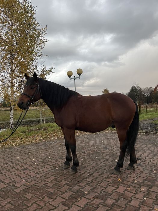 Wałach gniady 9 lat