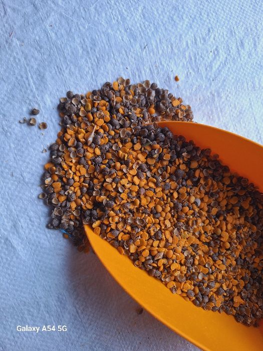 Łubin Niebieski Słodki Gnieciony  Dla Kur Niosek 20kg