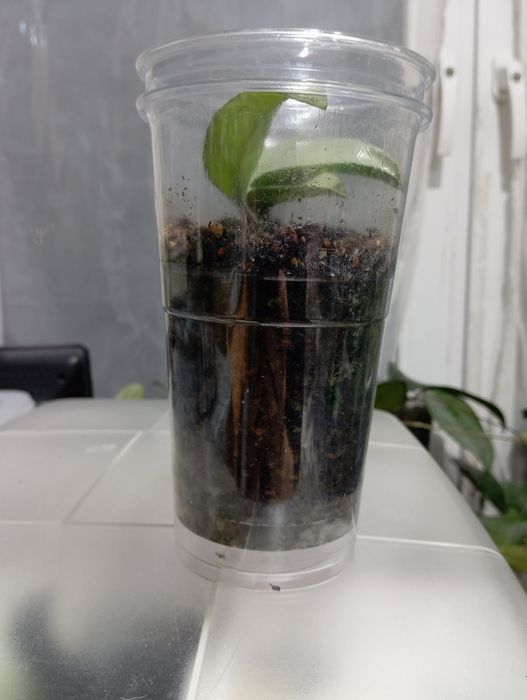 Hoya hoja Hoya carnosa Nova Ghost, ukorzeniona i rosnąca