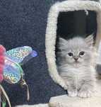 Ragdoll kotek Teddy kocurek