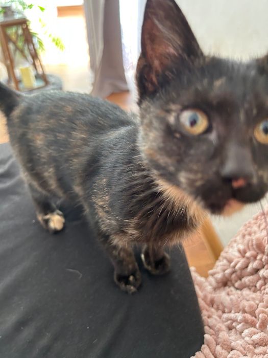 Oddam młodą kotkę