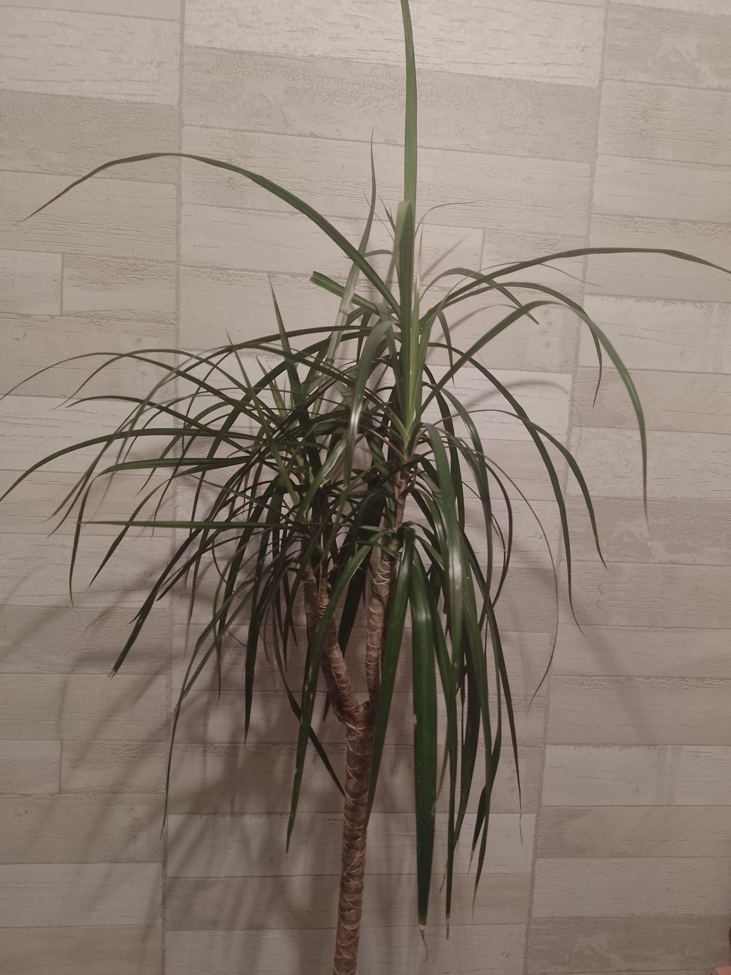 Dracena 140 cm w doniczce