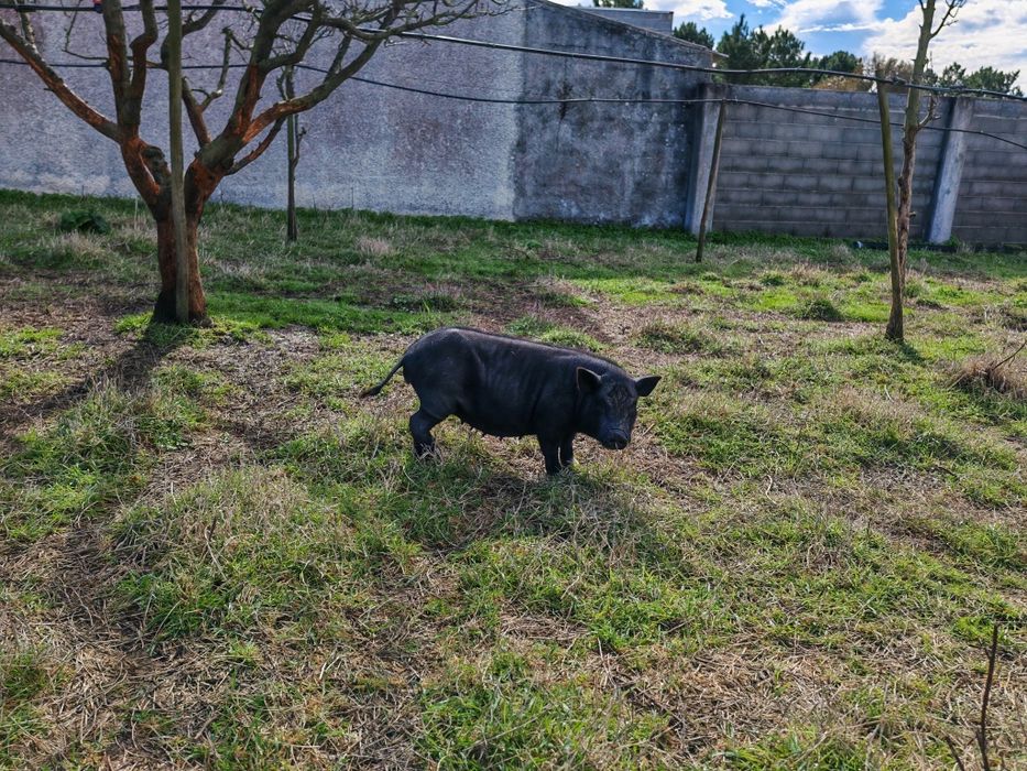 Vendo cabrito anão e porca vietnamita