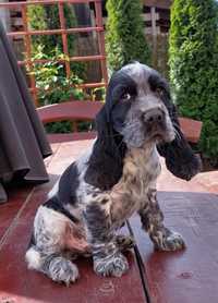 Cocer spaniel angielski