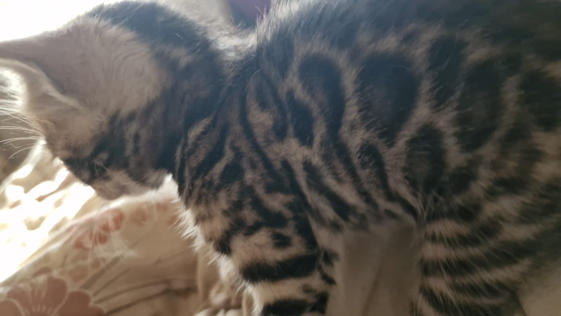 Gato bengal de excelência