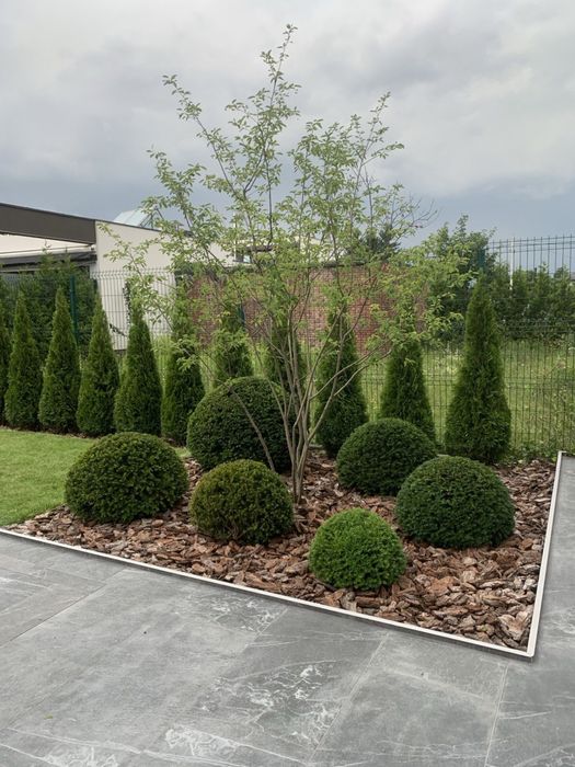 Стрижка туй, живоплоту. Чистка території,обрізка дерев,догляд за садом