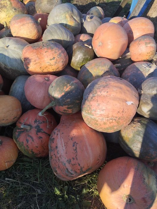 продам гарбузи кормові