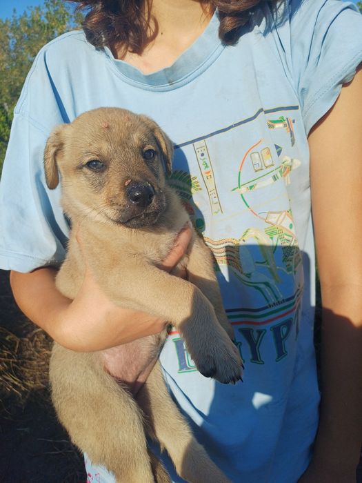 Собачки в добрі руки