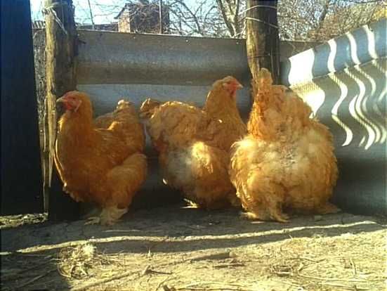 Продам инкубационное яйцо от кур Кохинхин Палевый