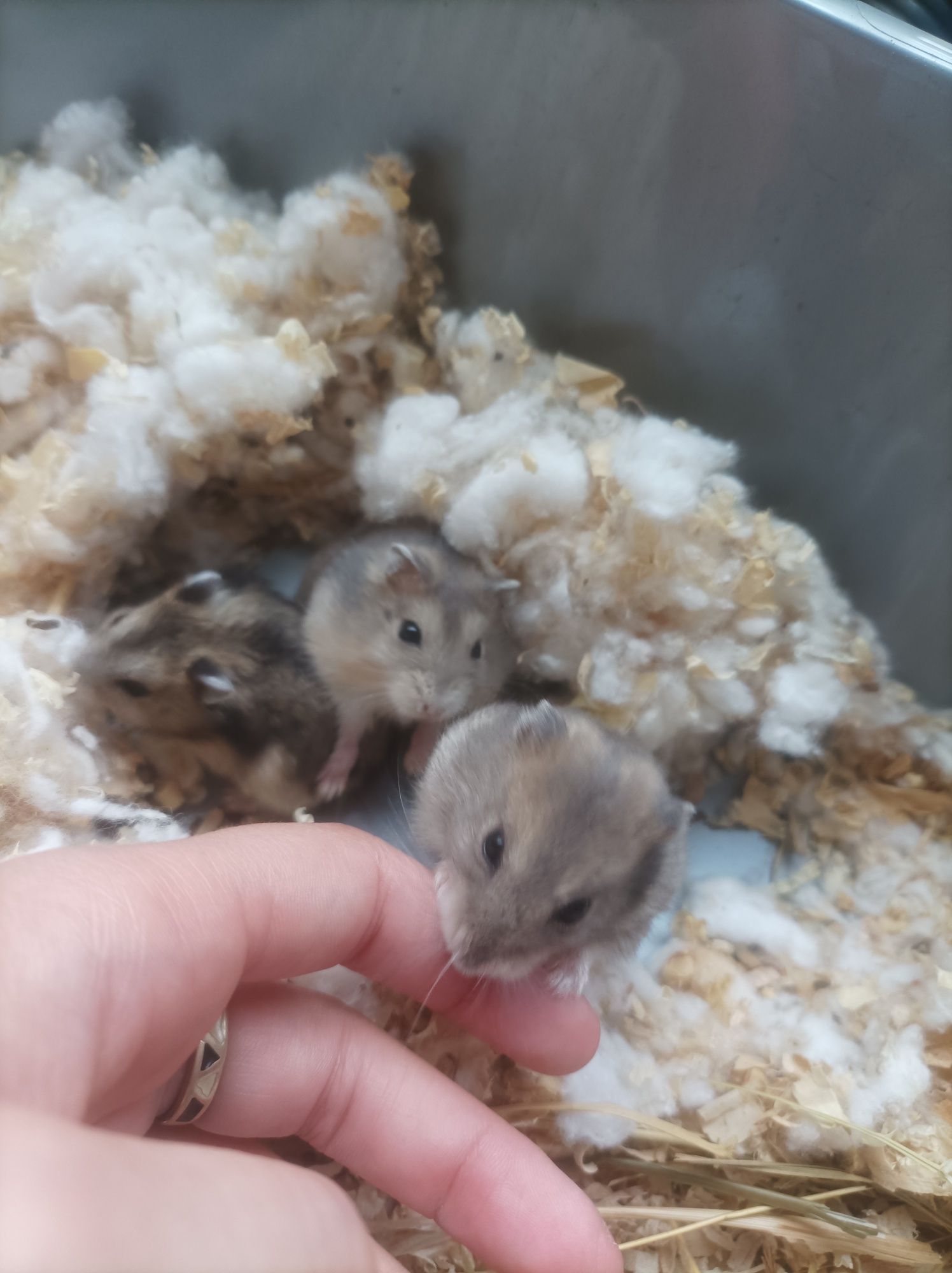 Hamsters russos bebés
