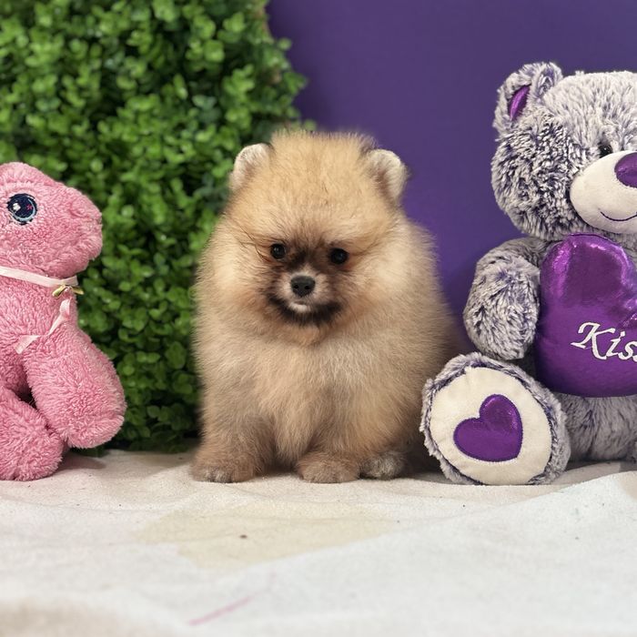 ляльковий Ведмедик шоу классу