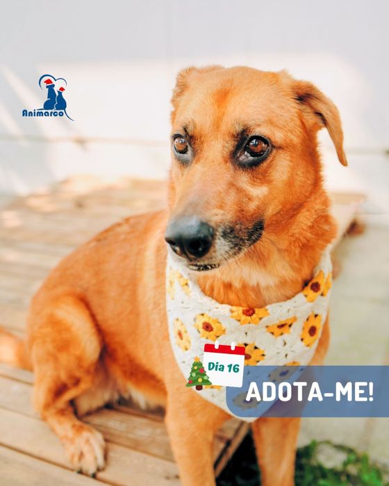 Chica - cadela porte medio grande