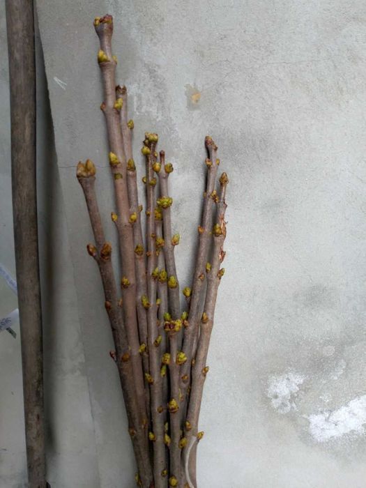 Саджанці привитого бузку (Роздріб, Опт, Дроп)/Саженцы привитой сирени.