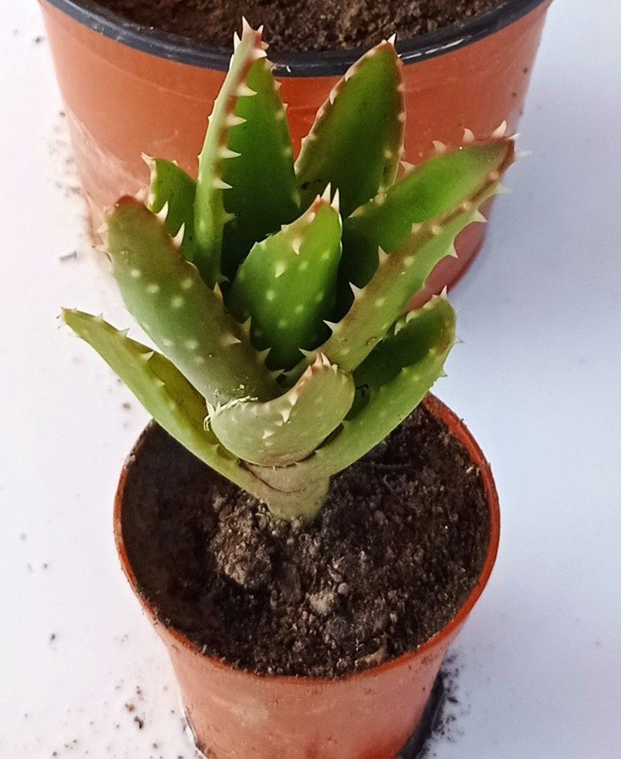Aloe Nobilis em vaso