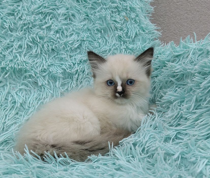 Kotka Ragdoll    .