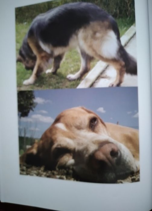 Livro  Meus Cães