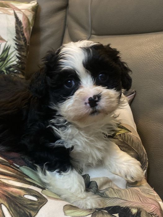 Śilczny piesek Hawańczyk