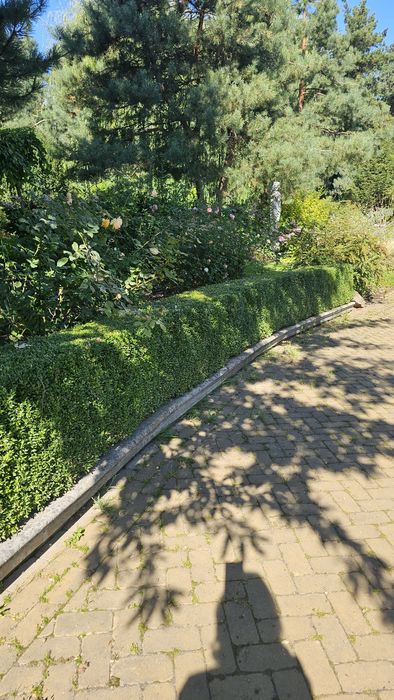 Самшит живопліт 1 м - 250 грн, живопліт із самшиту 16 м, buxus