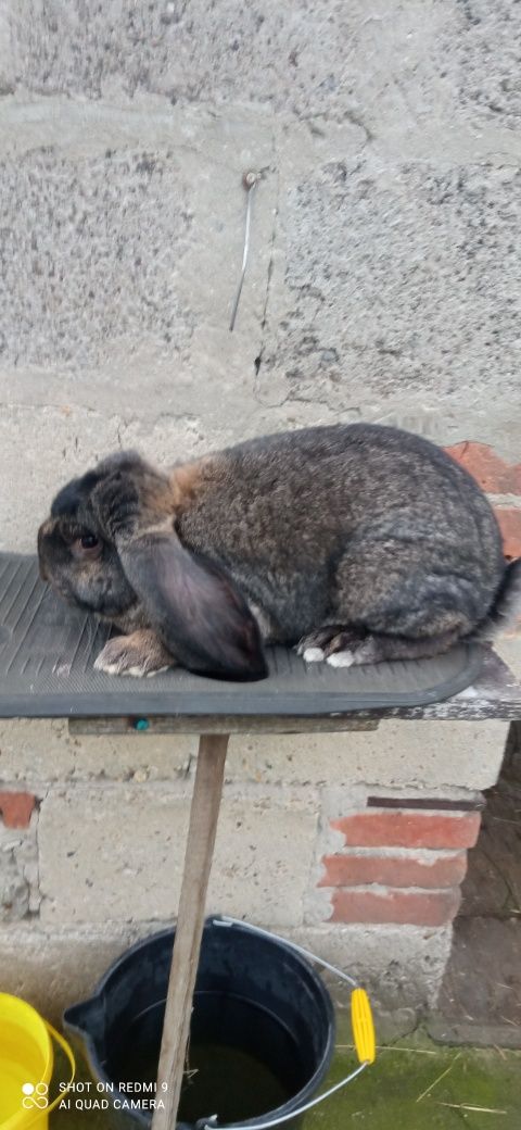 Sprzedam króliki Barany Francuskie