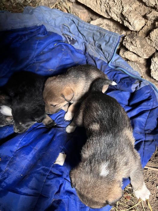 Цуценята в добрі руки