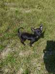 Chihuahua piesek