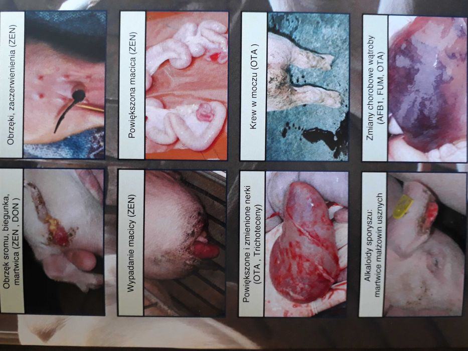 Mycofix Select 3E preparat na mykotoksyny mikotoksyny w paszach 25kg