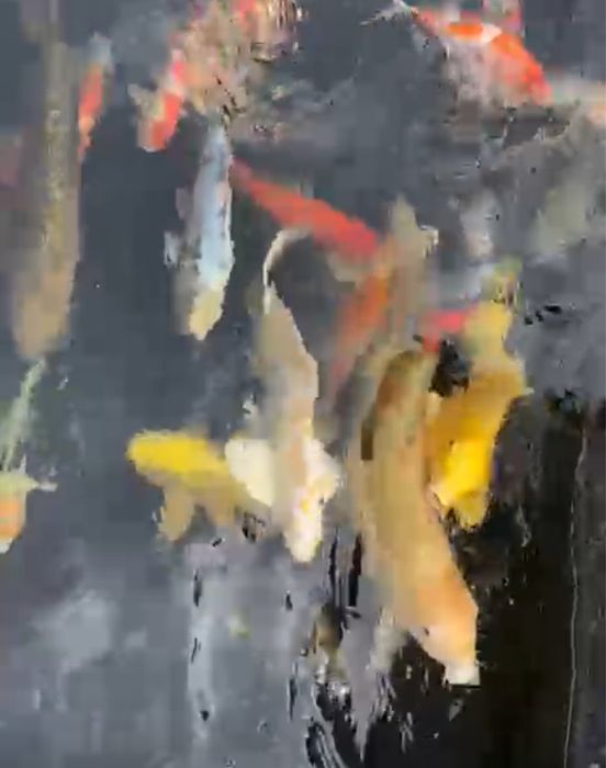 Karp Koi - selekt Japonia