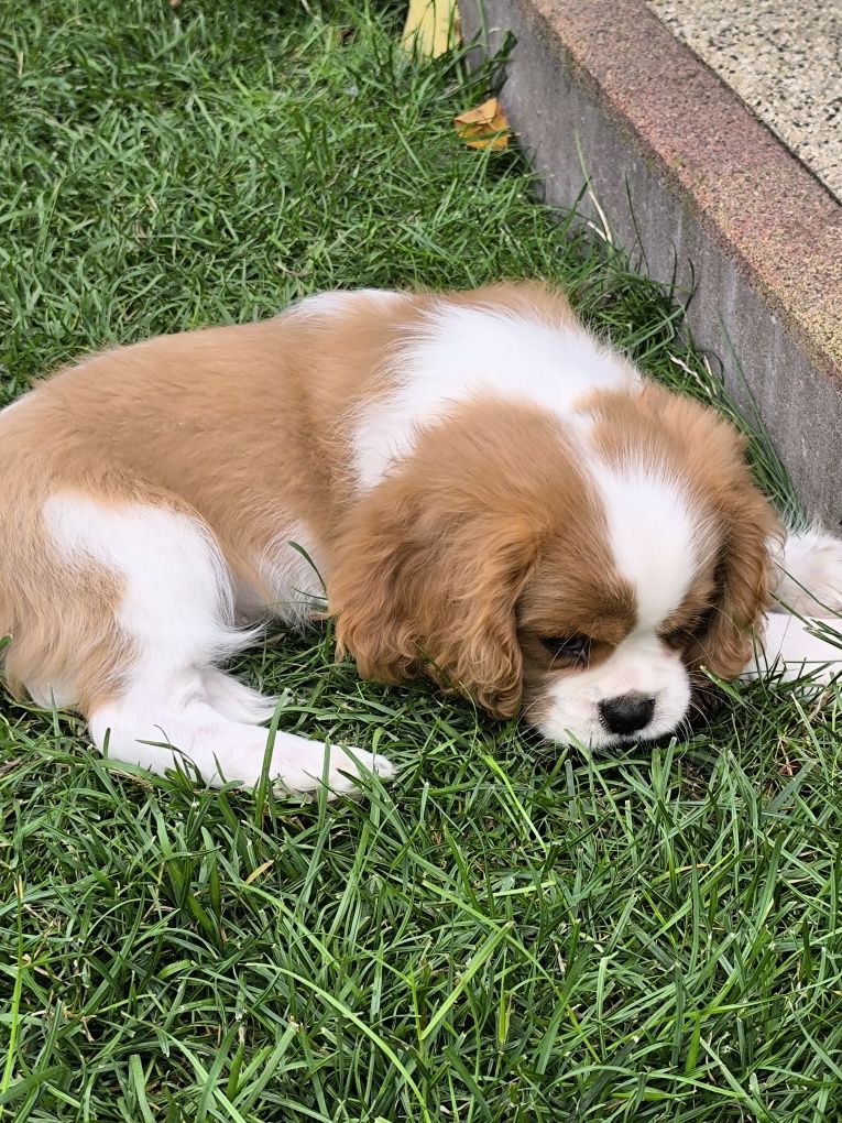 Cavalier King Charles Spaniel ZKwP