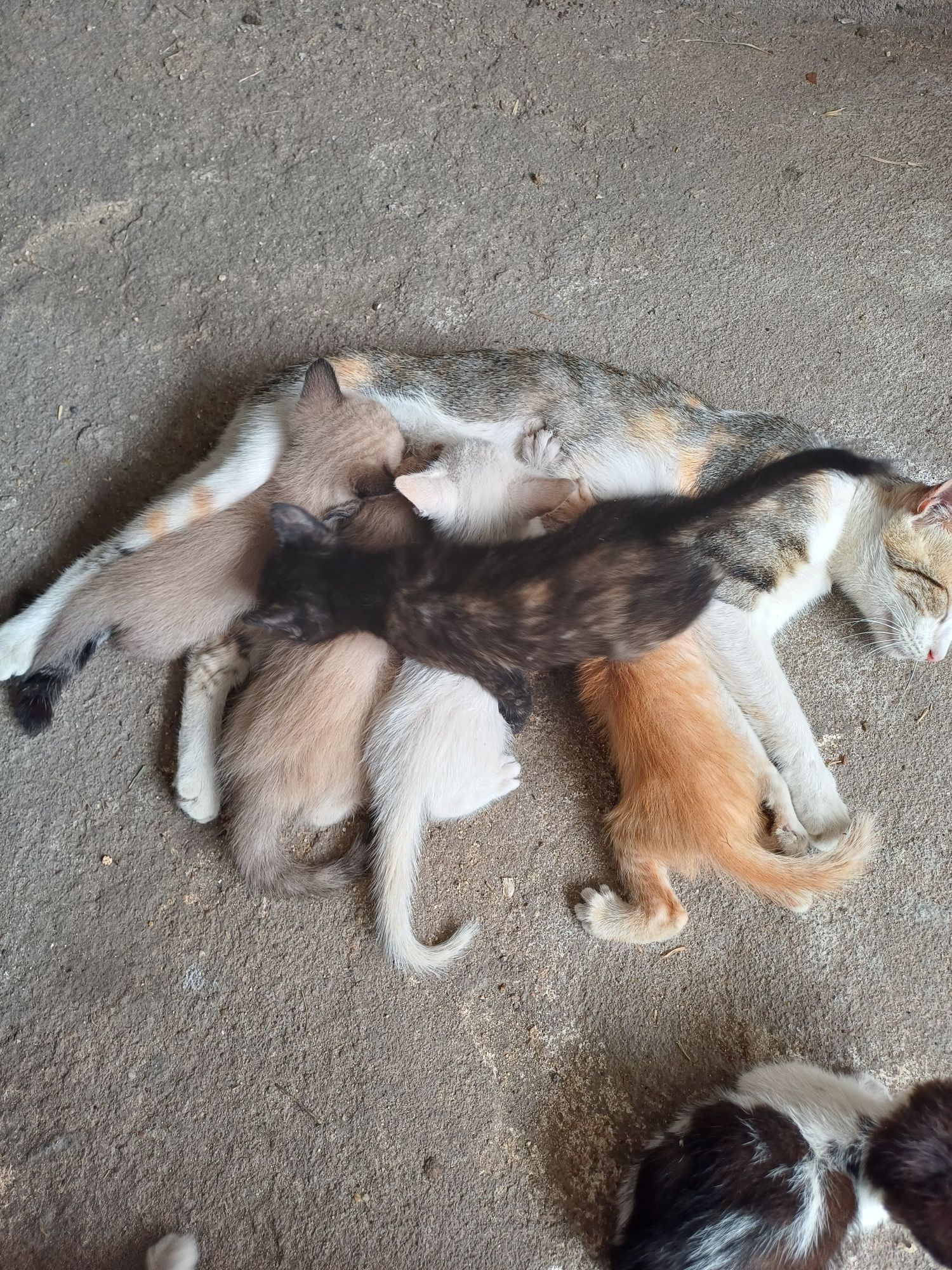 Dá se gatos com 2 meses