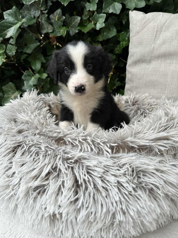 Chłopiec Border Collie