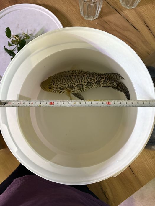 Pieleegnica managuańska