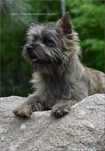 Cairn Terrier - rodowodowa (ZKwP/FCI) suczka po Championach