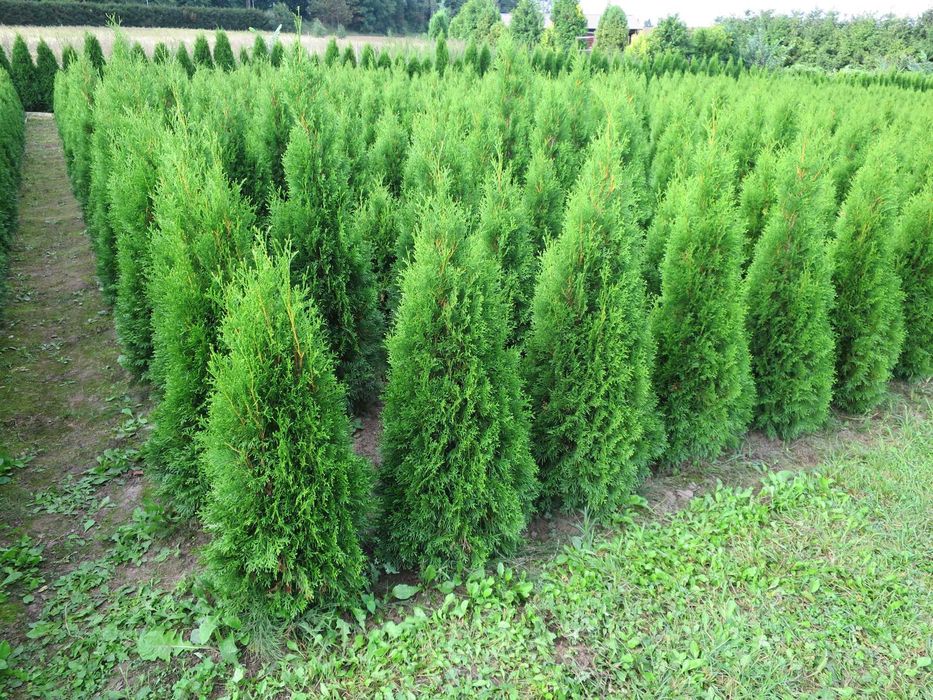 Tuja Szmaragd 90 cm Tanio!