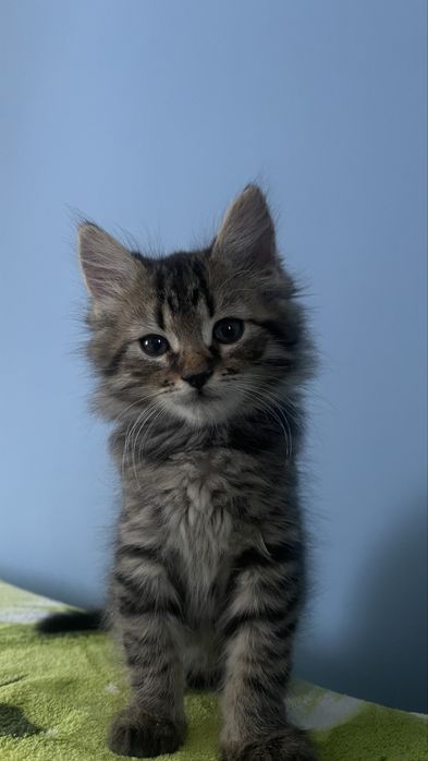 Кошенята, котики