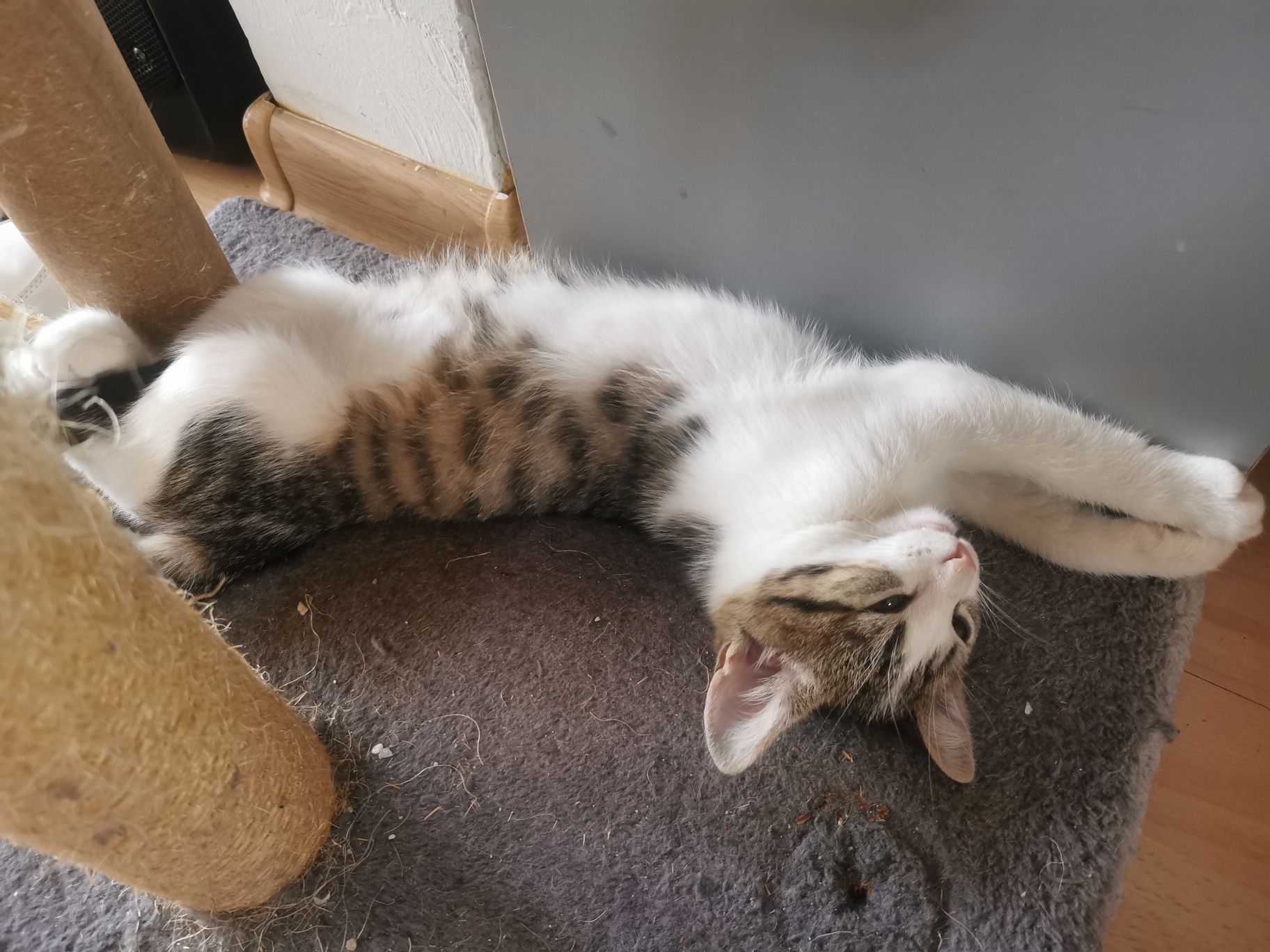 Kotki do adopcji