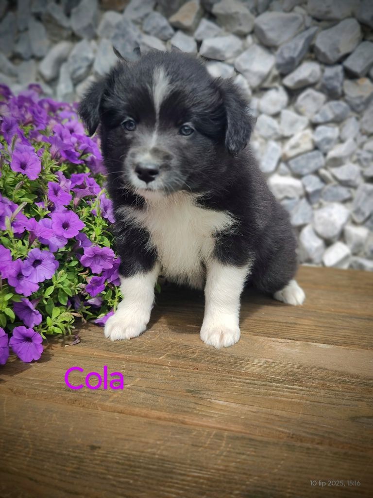 Border collie śliczna suczka przebadani rodzice