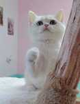 Menina British shorthair silver chinchila