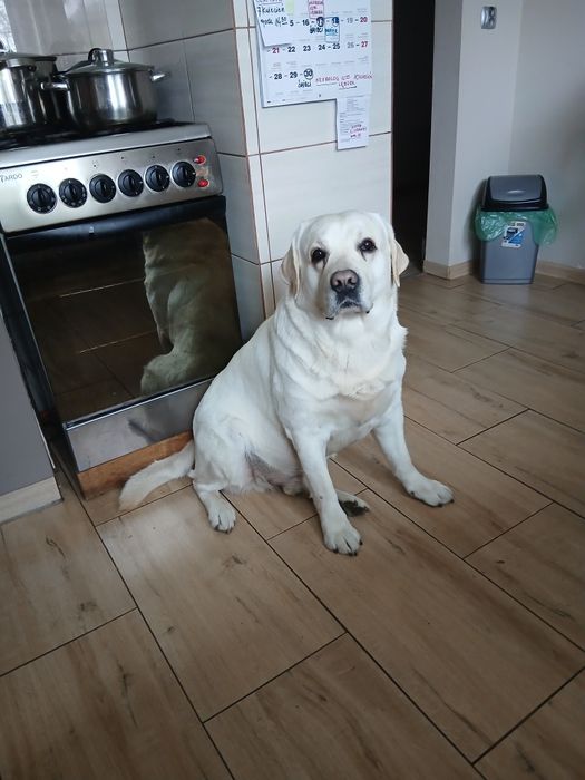 Oddam psa labradora (samiec) 4 letni