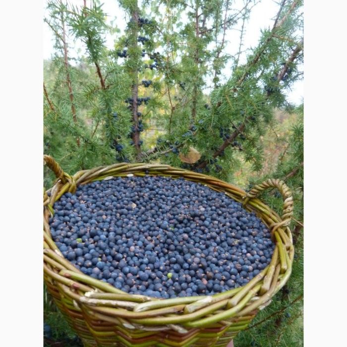 Ялівець звичайний ягоди ялівця (можжевельник ягоди) Закарпаття.1 кг.