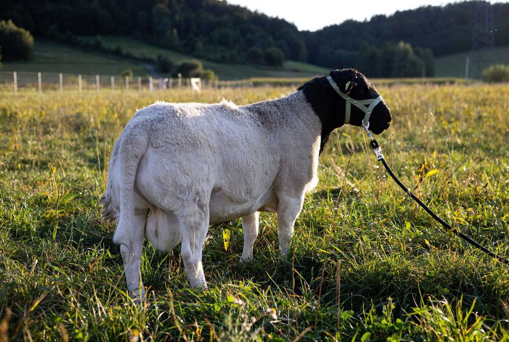 Dorper- tryk hodowlany, 100% czystość rasy