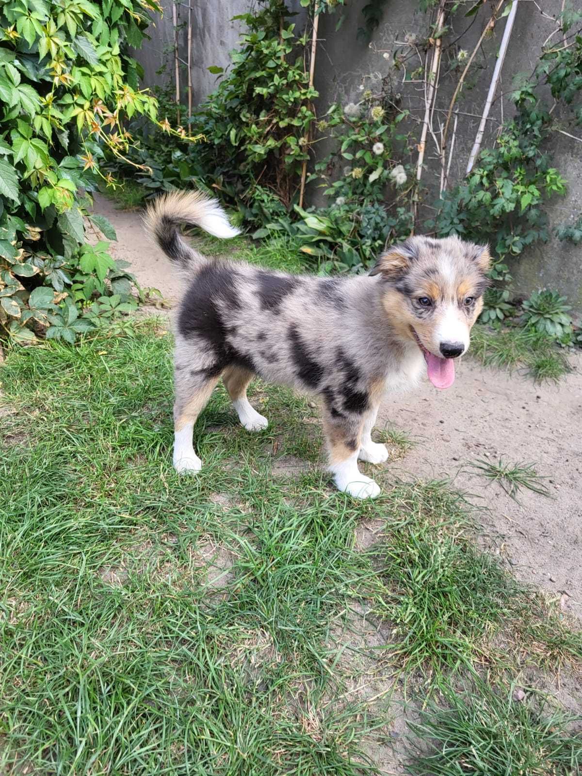 Szczeniak Border Collie piesek
