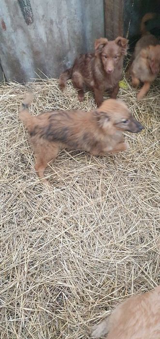 Отдам щенков бесплатно