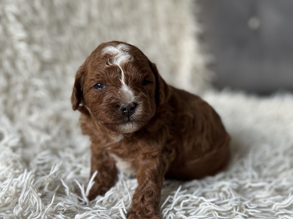 Cavapoo F1b piesek