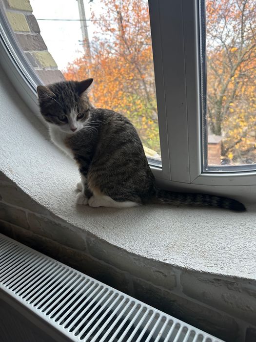 Кошечка 3,5 мес срочно ищет дом! Котенок, котик отдам