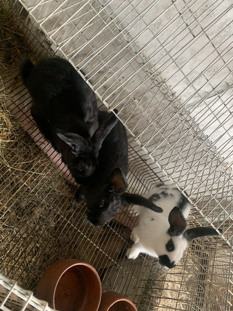 Coelhos Cruzados Gigante Borboleta